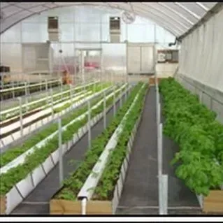 thumbnail for publication: Hydroponic Vegetable Production in Florida